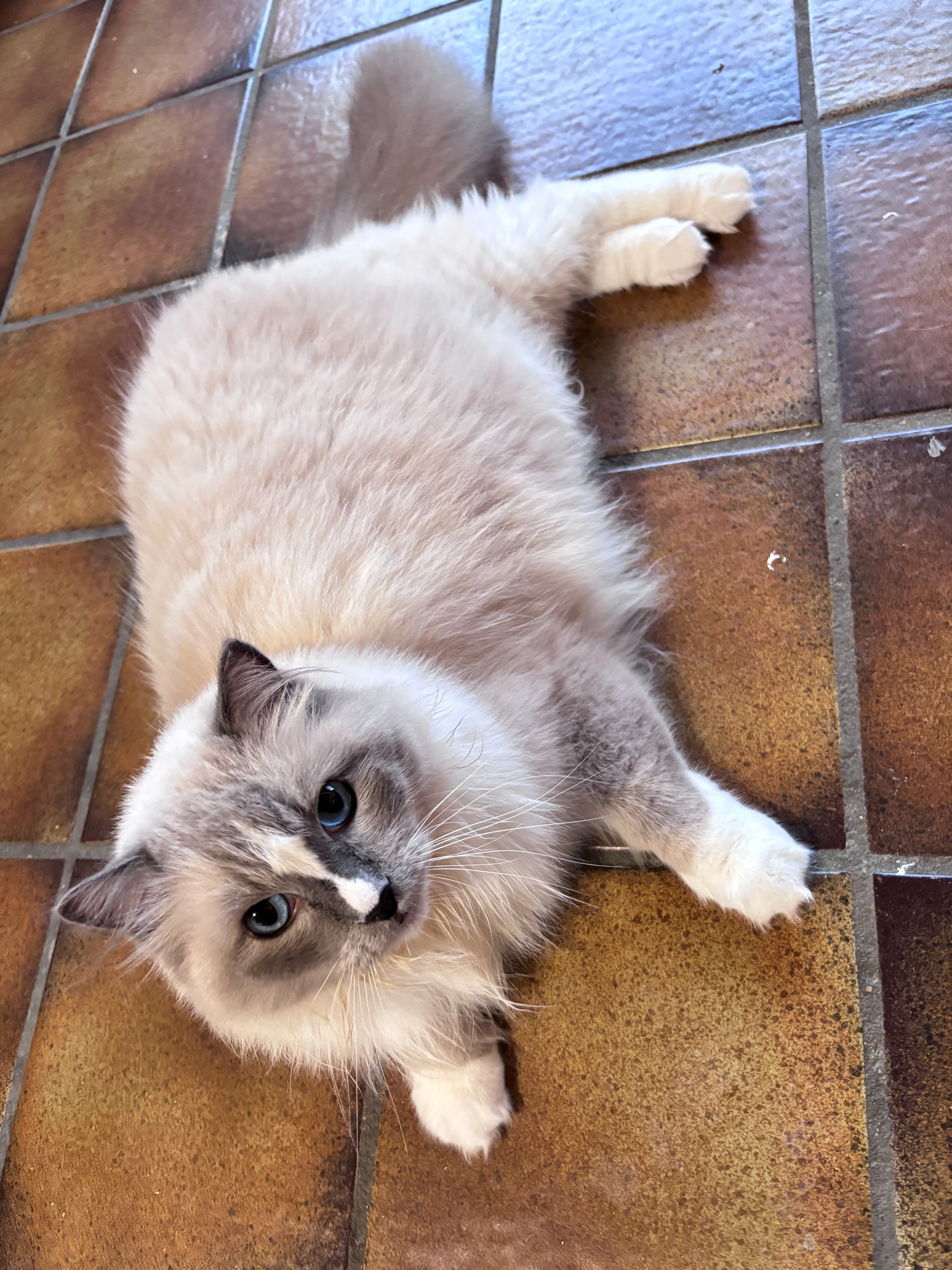 Picture of my first cat