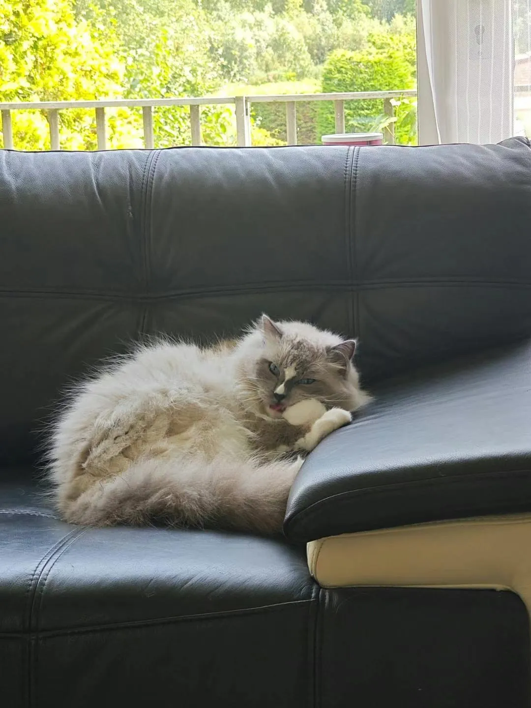 Picture of my second cat