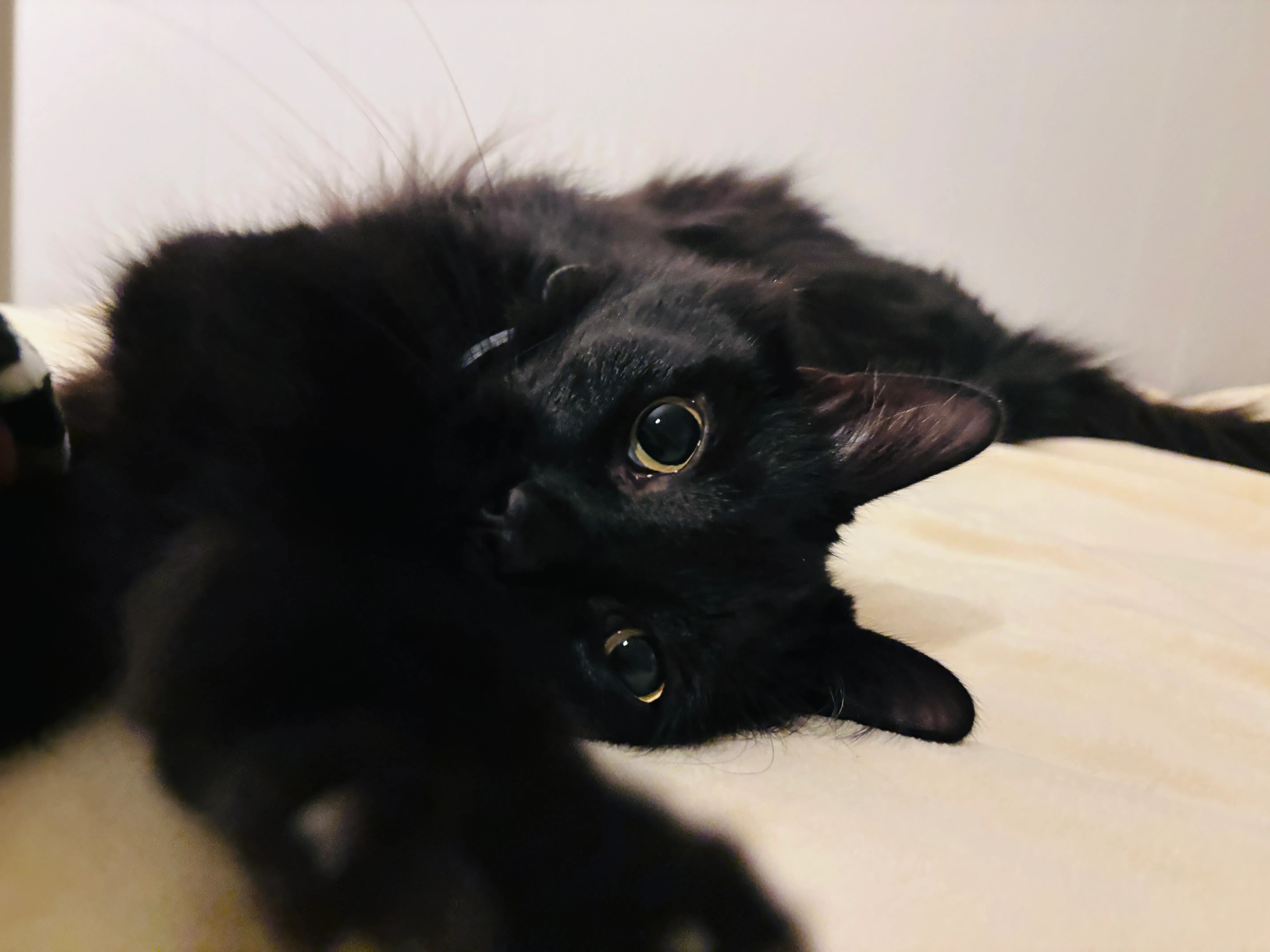 Picture of my second cat