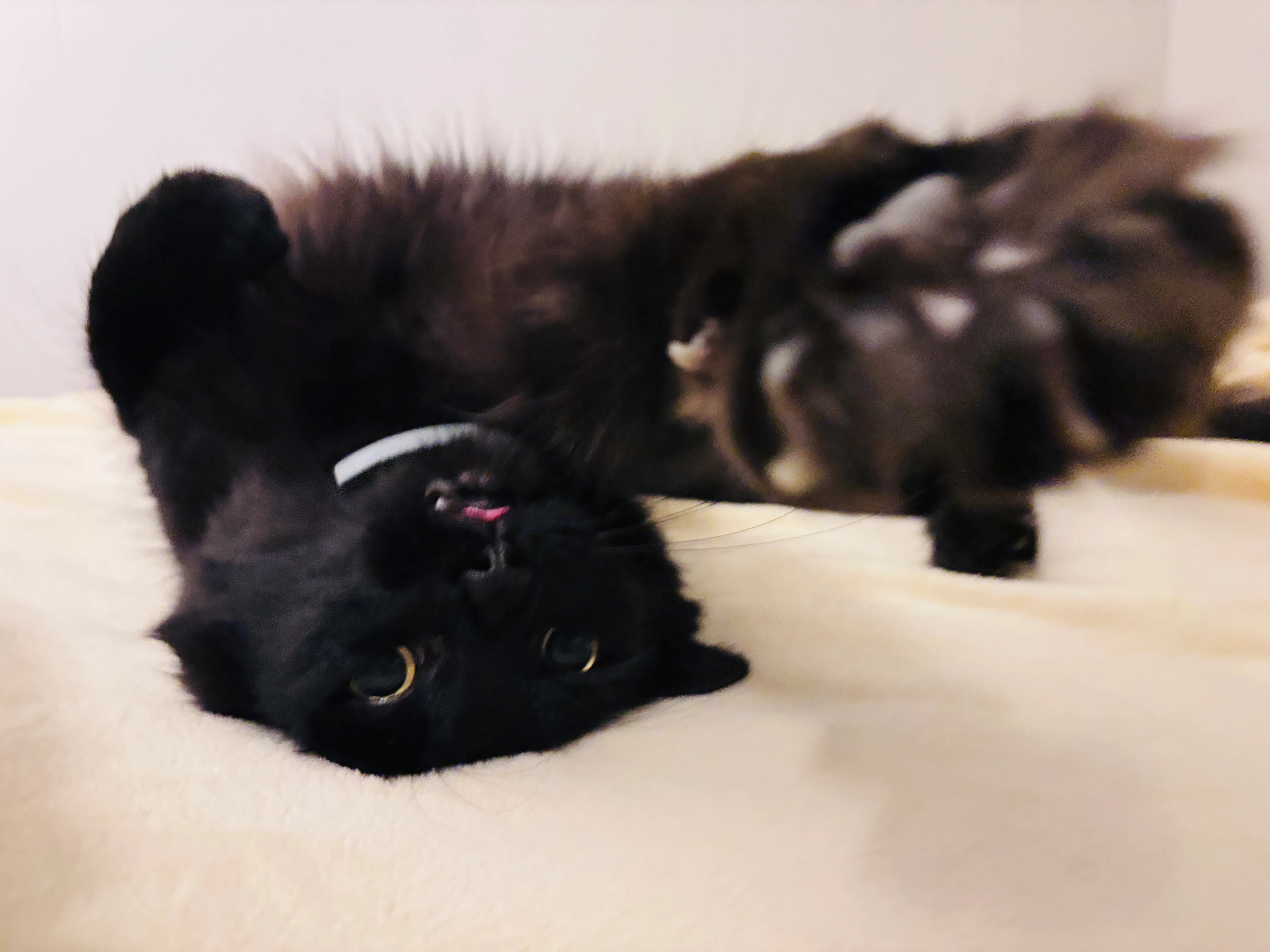 Picture of my second cat