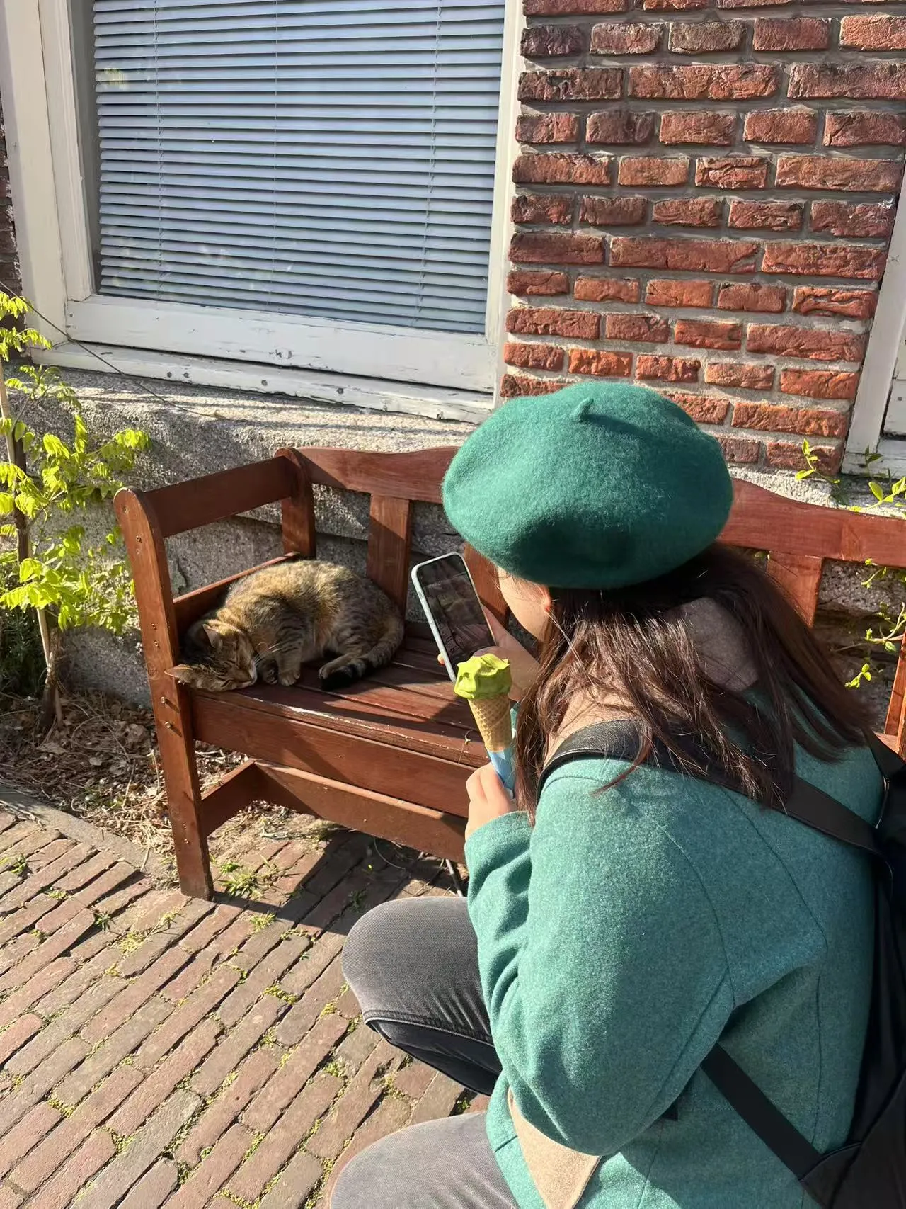 green beret and green cat